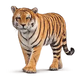 Small tiger for bigger and smaller learning